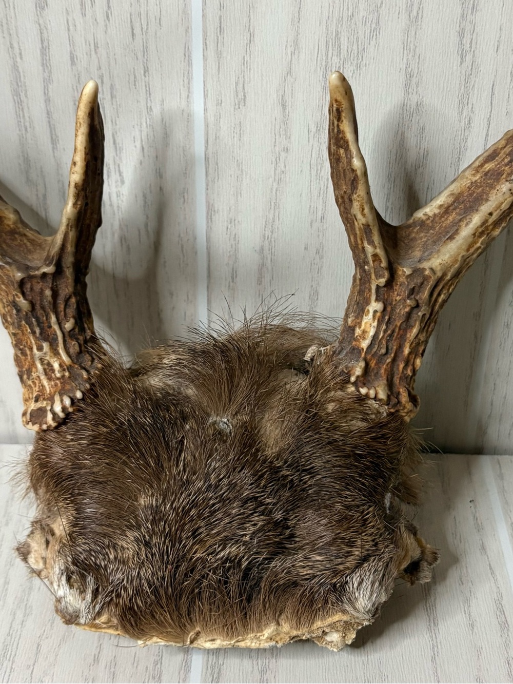 Vintage Whitetail Deer Antlers With Skull Cap Rustic Man Cave Cabin Decor 4 - Picture 6 of 9